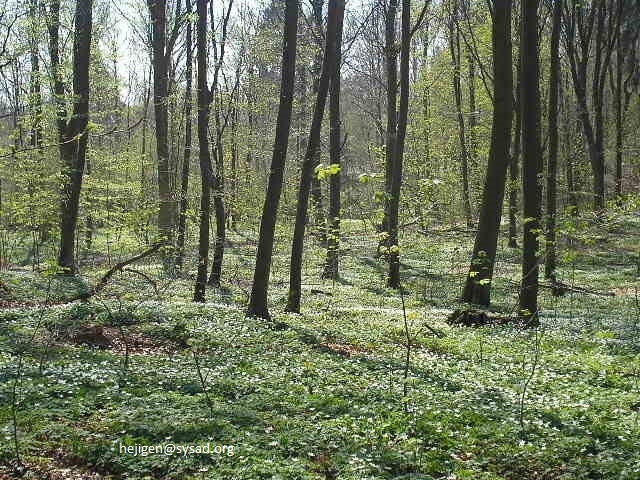 Bild/Foto